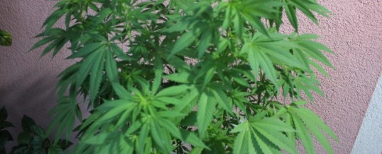 U pretresu u Tuzli pronađene stabljike-biljke opojne droge „Cannabis sativa”