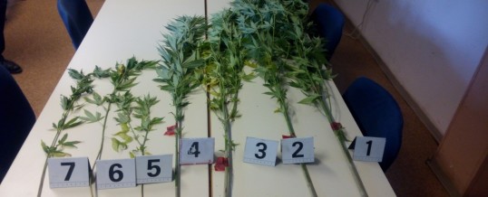 Pretresi – Pronađene sjemenke i stabljike opojne droge “Cannabis”