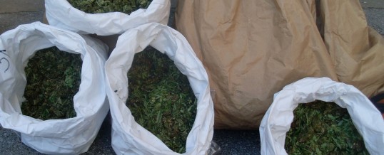 Policija oduzela 1,74 kg Cannabisa na području općine Srebrenik