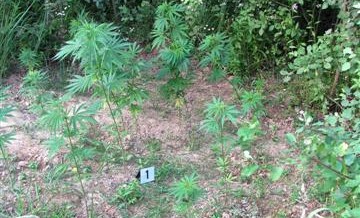 PU Gradačac: Pronađeni zasadi “Cannabis sative”