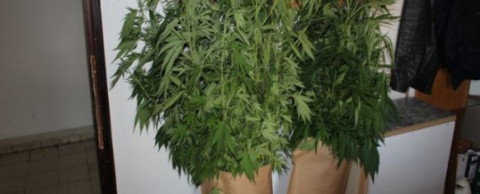 Oduzeta 21 stabljika “cannabis sative” u Srebreniku