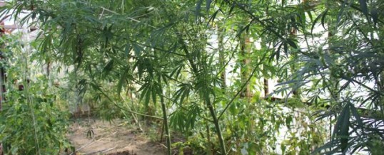 Pronađen cannabis na području općine Kalesija