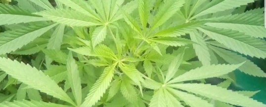 Uprava policije – Pronađene 24 stabljike “cannabisa”